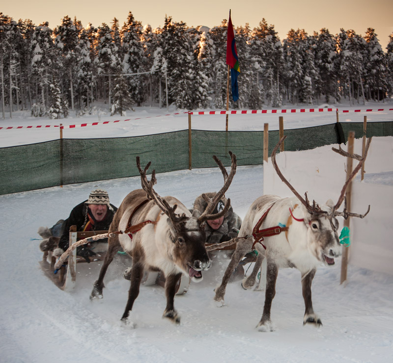 Reindeer-race.jpg