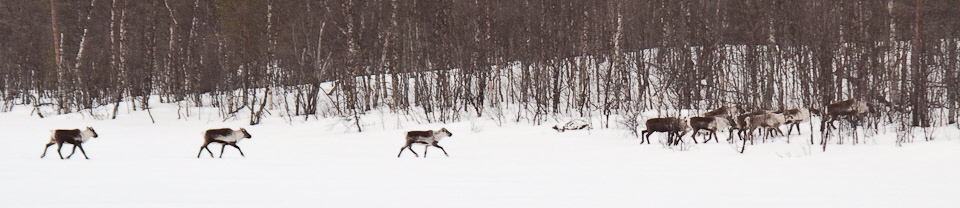 Reindeer-crossing-the-lake.jpg