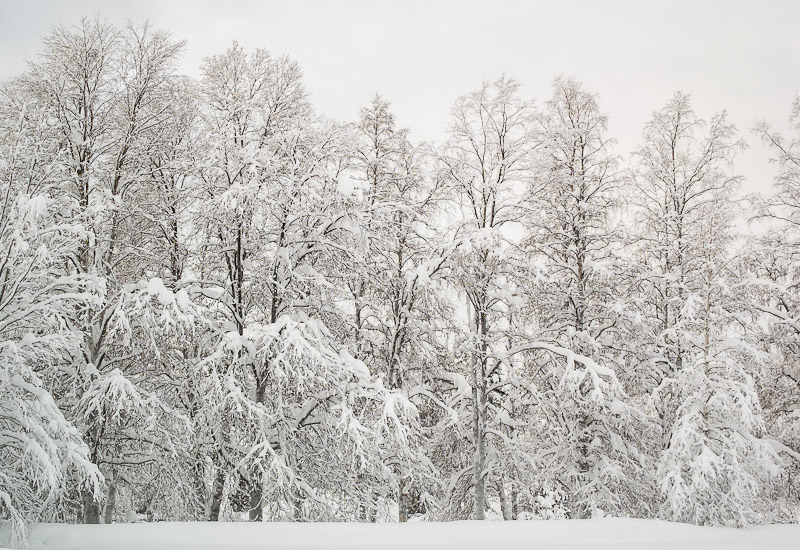 Snow-Laden-Trees.jpg