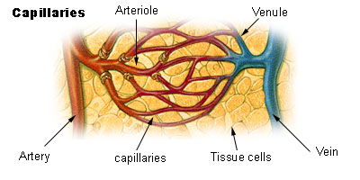 capillaries capillaries