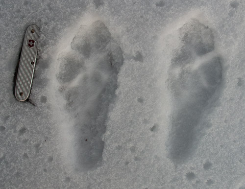Mountain Hare Prints - Ice Raven - Sub Zero Adventure - Copyright Gary Waidson, All rights reserved.