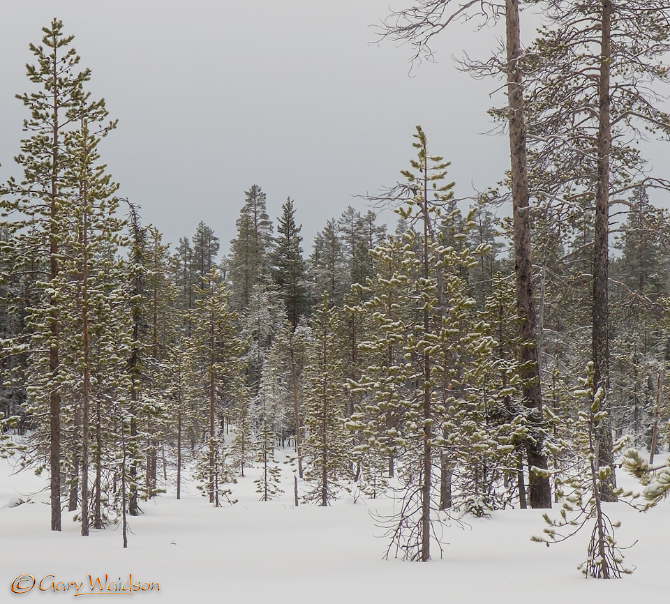 The Finnish Taiga - Ice Raven - Sub Zero Adventure - Copyright Gary Waidson, All rights reserved.