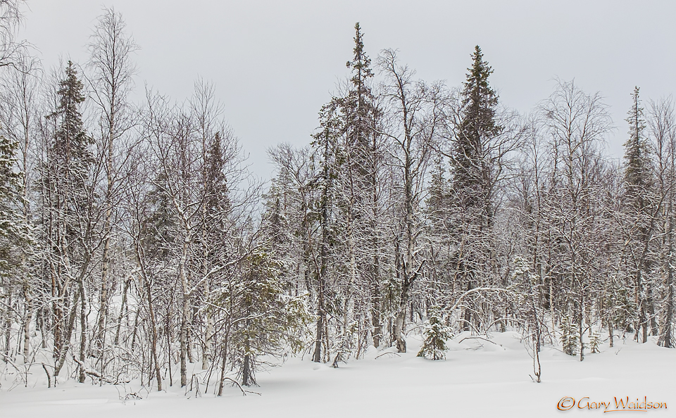 Finnis Taiga - Ice Raven - Sub Zero Adventure - Copyright Gary Waidson, All rights reserved.