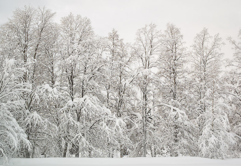 Snow Laden Trees - Ice Raven - Sub Zero Adventure - Copyright Gary Waidson, All rights reserved.